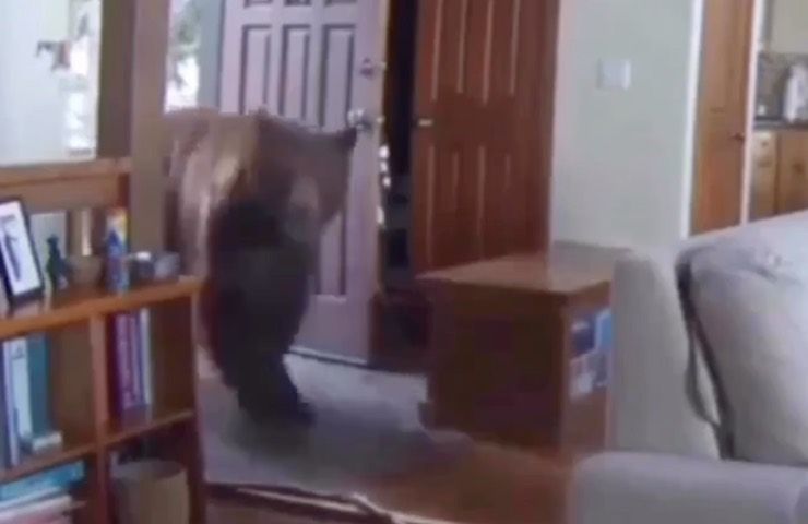 orso entra casa
