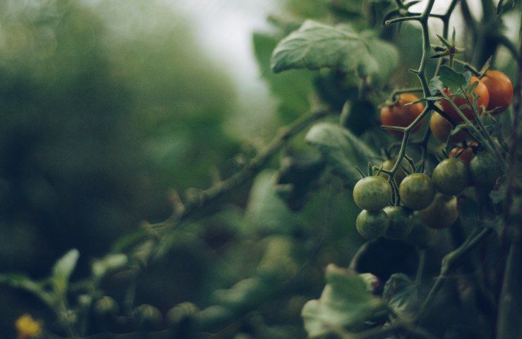 orto, balcone, pomodori, melanzane, giardino