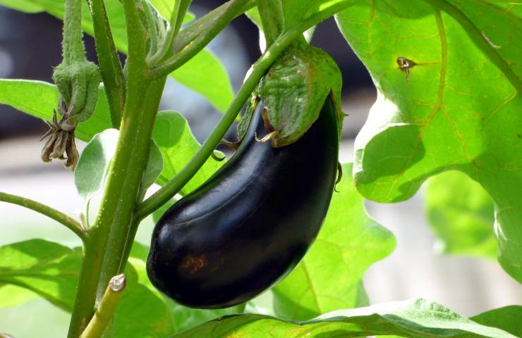 pomodoro, melanzana, orto, giardino, balcone