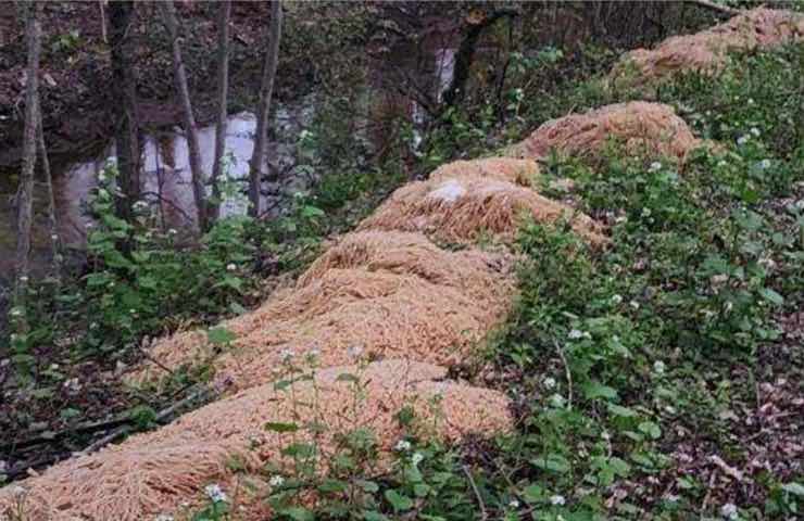 200 kg pasta bosco