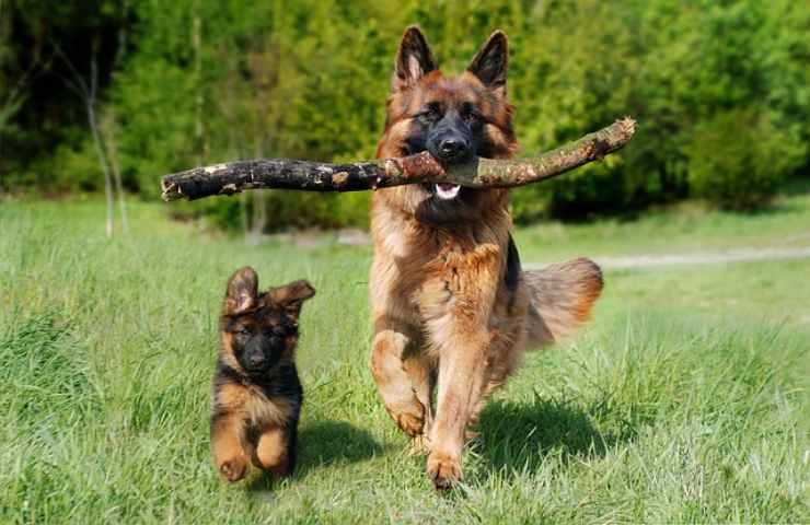 Nessun cane può essere considerato cattivo o aggressivo 