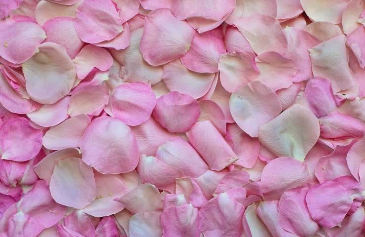 petali acqua di rose 