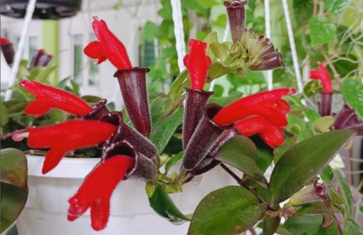 pianta con fiori rossetto