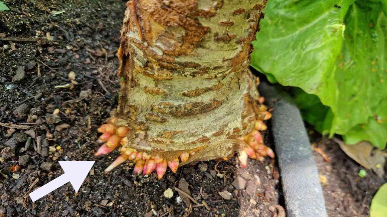 albero da frutto problemi