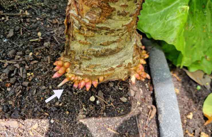 alberi frutto spuntoni