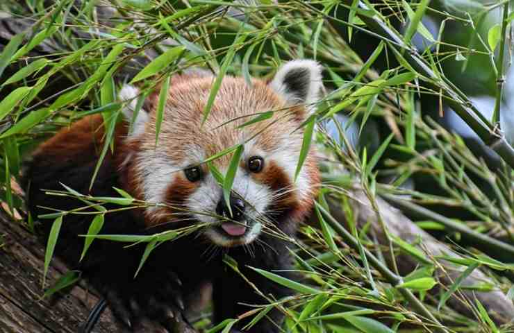 di che cosa si nutre il panda rosso? 