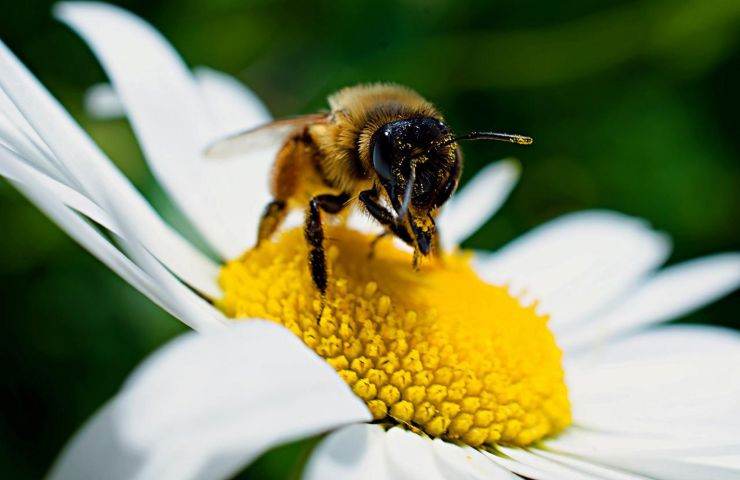 polline con ape 