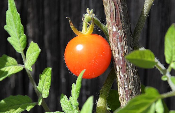 coltivare pomodori trucchi