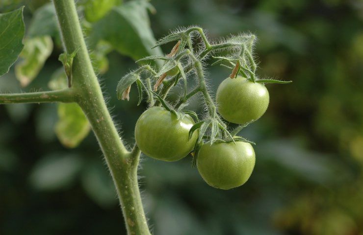 coltivare pomodori consigli