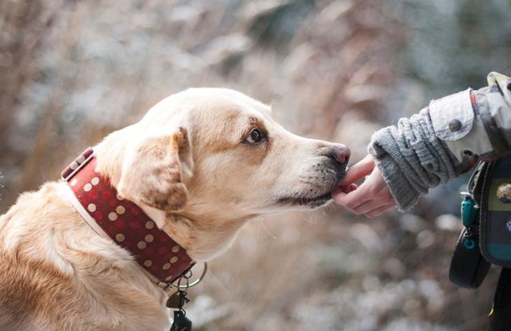 le 3 cose da non fare se vedi un cane 