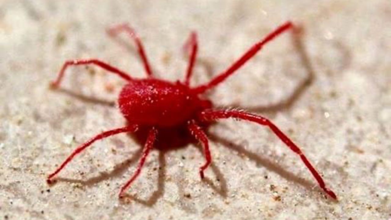 ragnetti rossi sul balcone