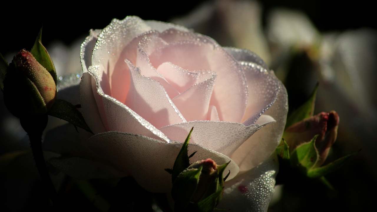 acqua di rose preparazione