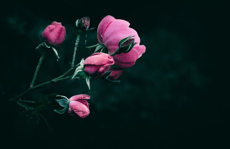 bocciolo di rosa pieno di afidi