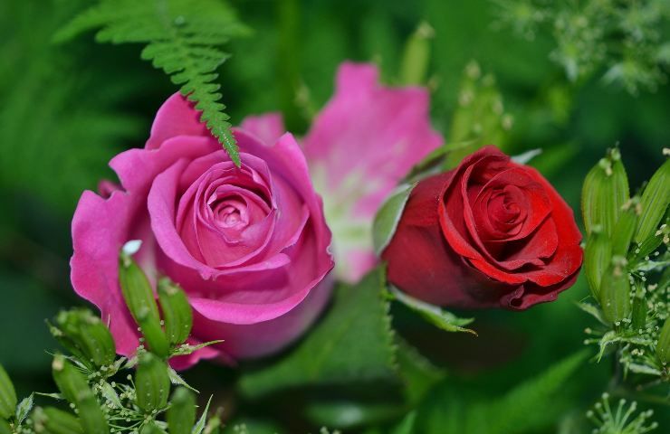 rose, cura, pollice verde, giardinaggio