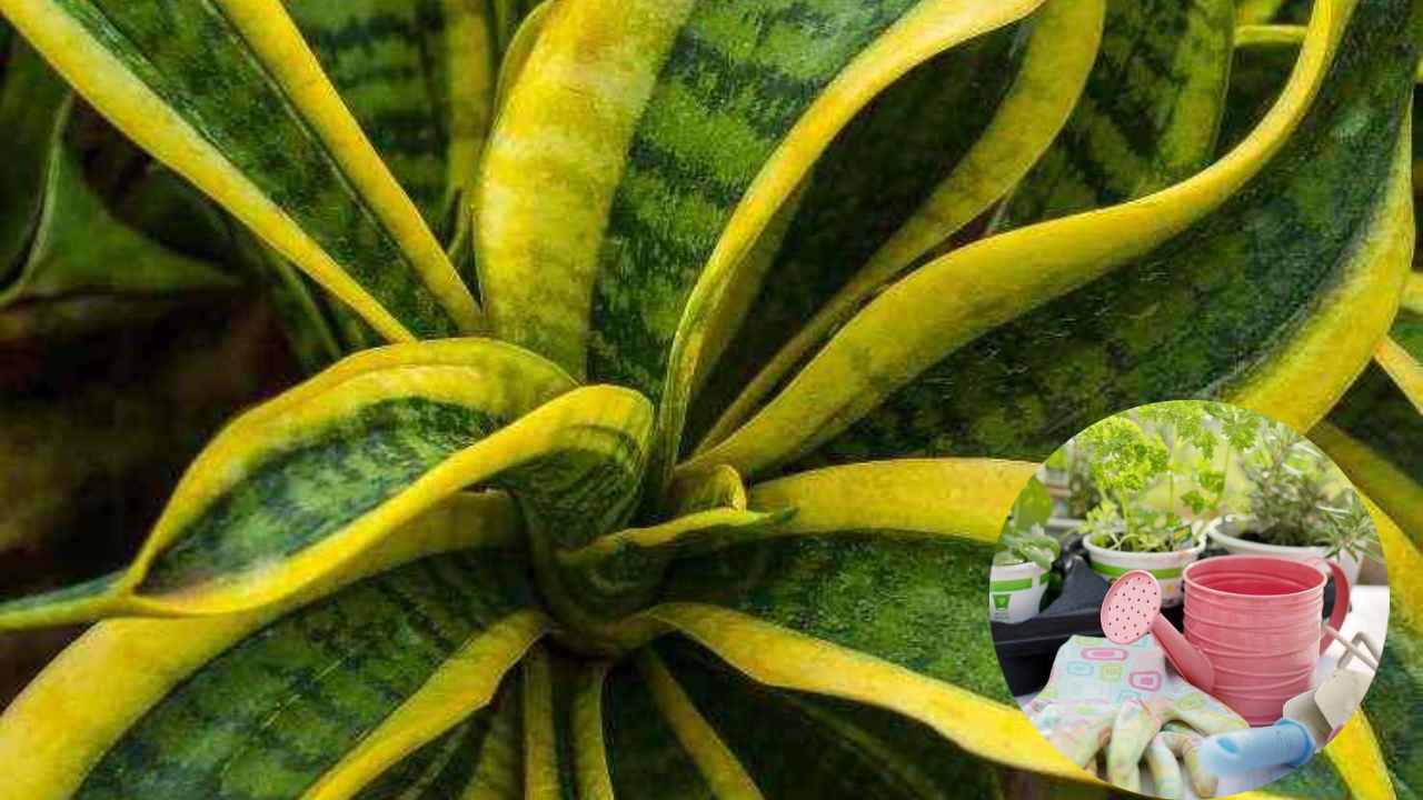 sansevieria crescita eccellente