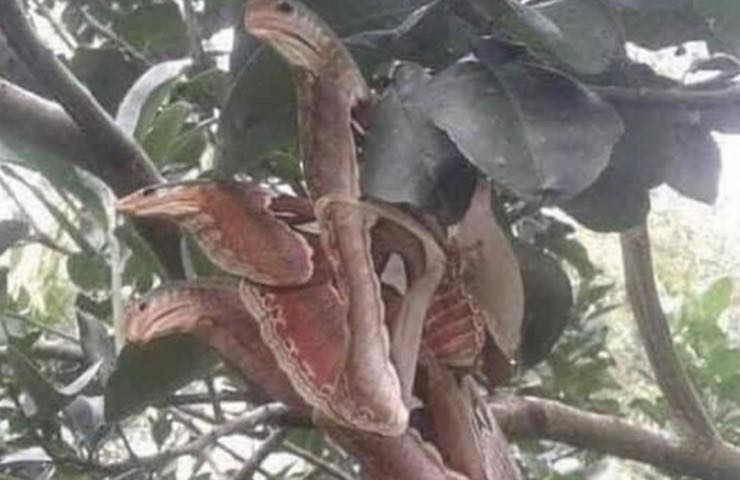 serpenti arrabbiati pericolo