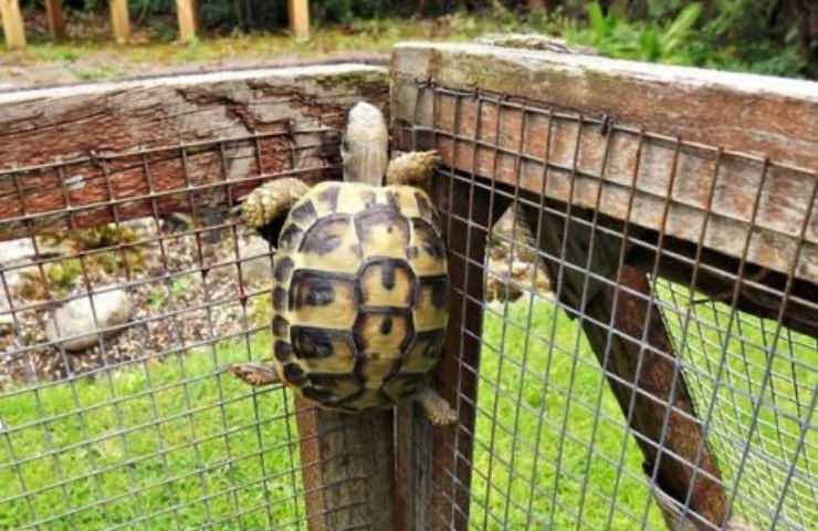 tartarughe di terra recinti