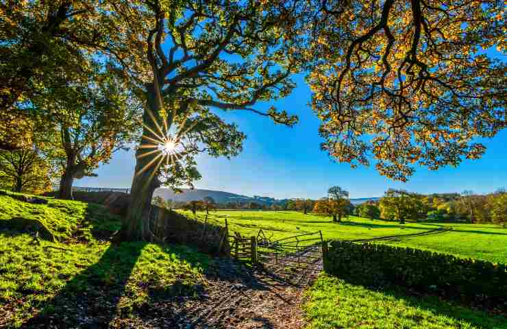 terra con albero, lavori, recinto, legge, recintare, terreno