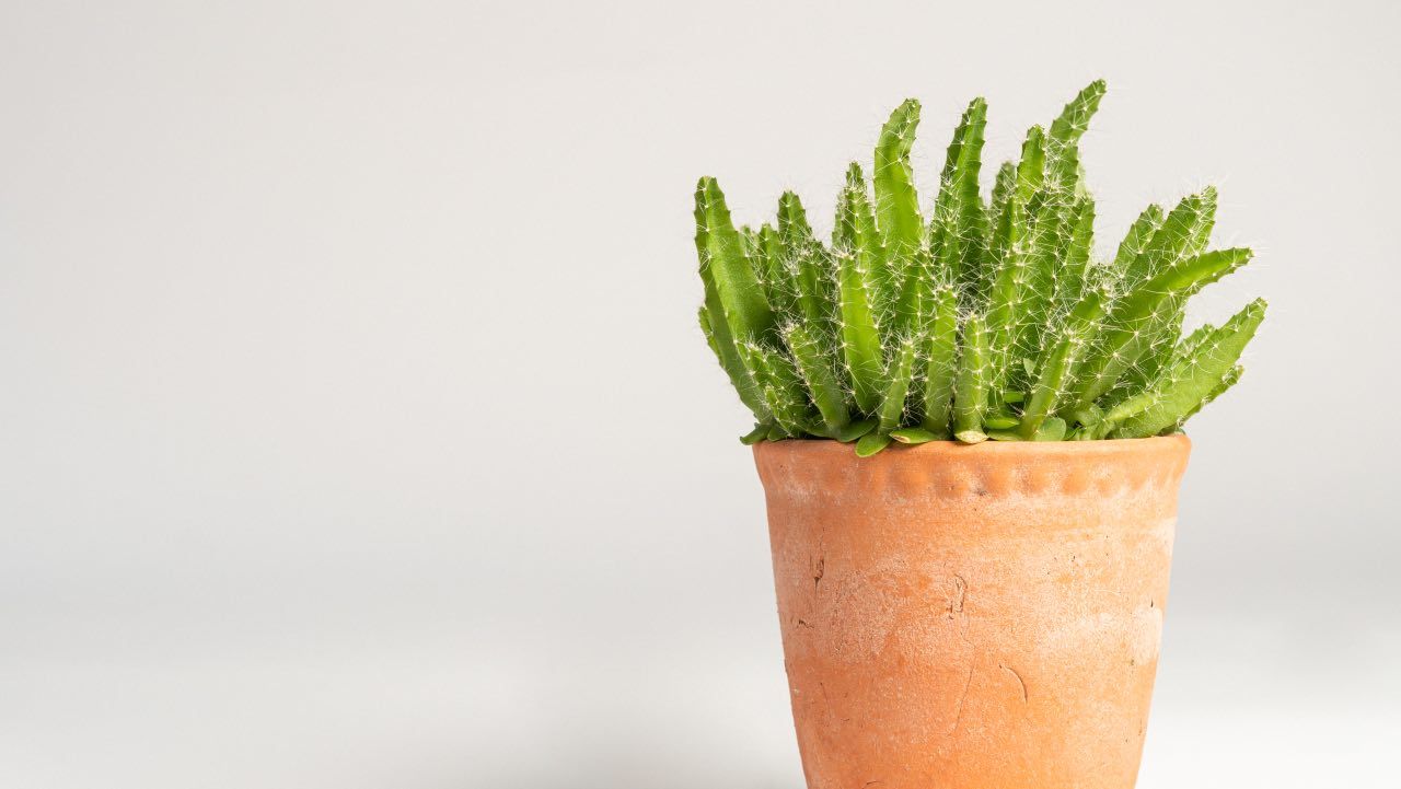 pulire vasi terracotta come