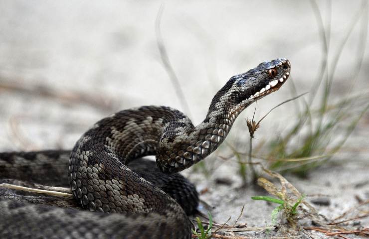 vipera morso 