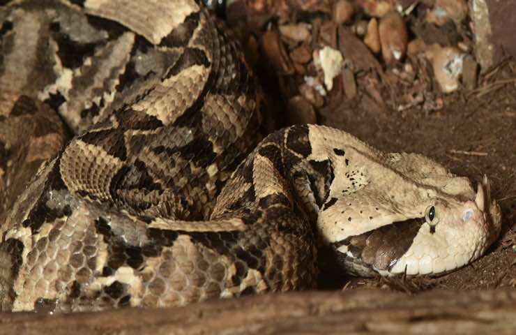 vipera gaboon pericolo