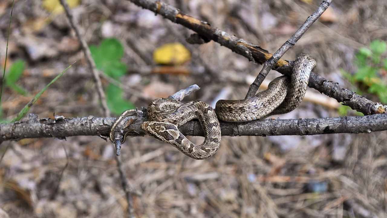 veleno di vipera