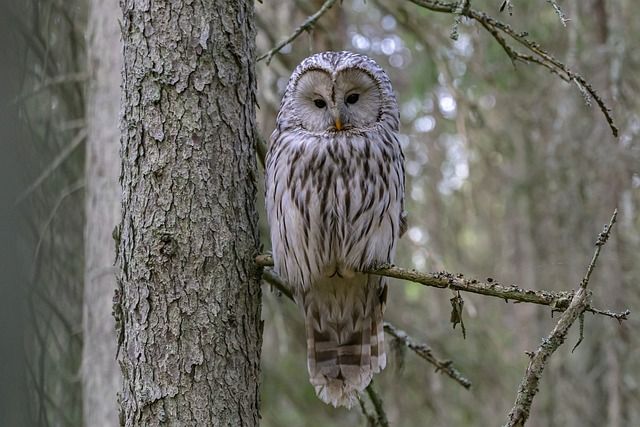 auna selvatica: un dibattito che divide i cacciatori e gli ambientalisti 