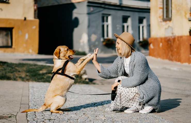 la paura dei cani: cinofilia 