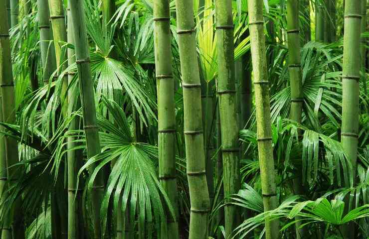 Alberi bambù risorsa ambiente 