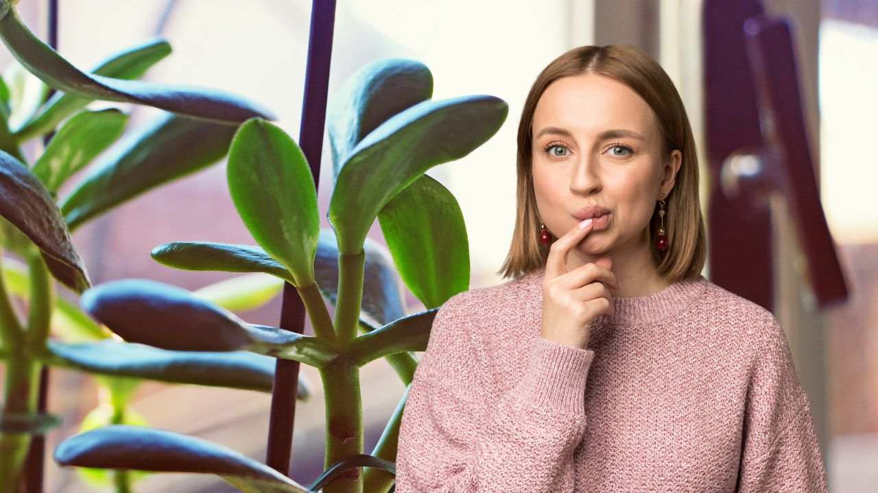 dove posizionare albero Giada