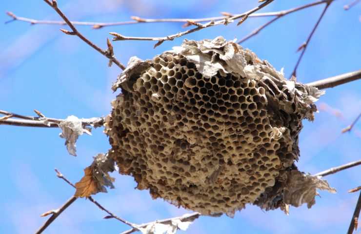 cosa fare nido api casa