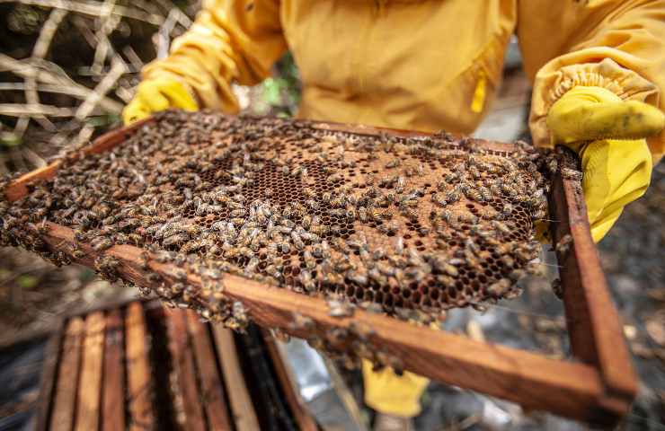 Le api ripopolano la terra indigena: cos'è successo