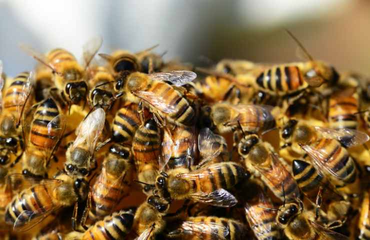 Le api ripopolano la terra indigena