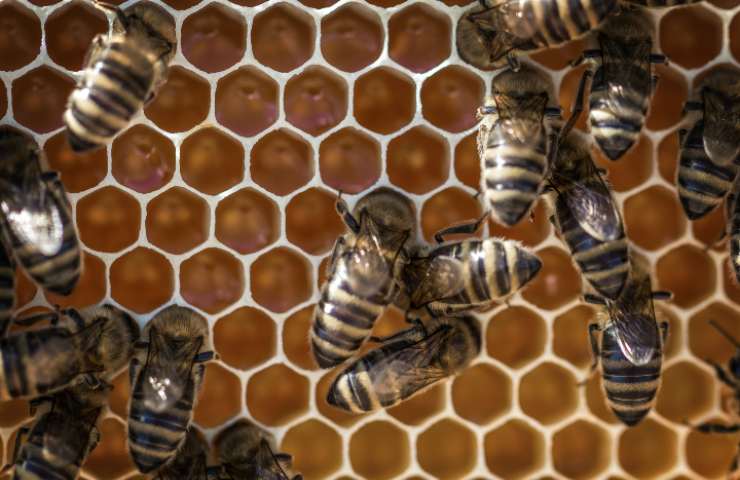 Delle api sono morte a Milano: di chi è la colpa