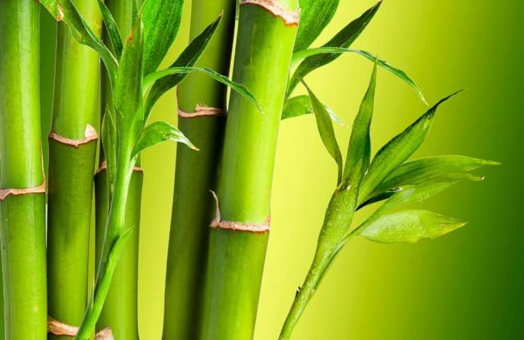 Bambù contrasta cambiamento climatico 