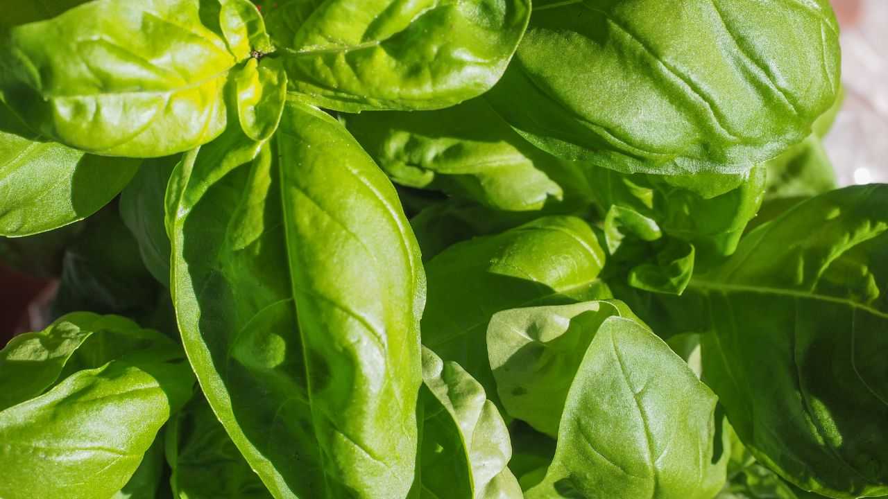 Basilico sole conseguenze inaspettate