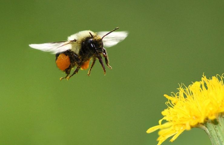 nido impollinatori bombi