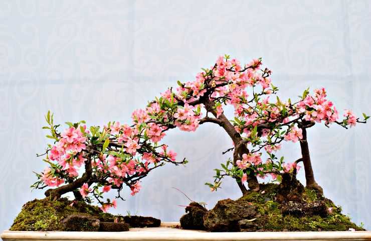 origine arte bonsai