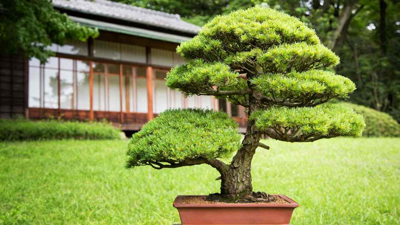 significato parola bonsai