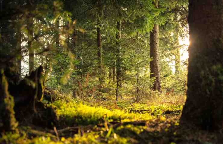 La Giornata Mondiale per l'ambiente 2023, gli obiettivi