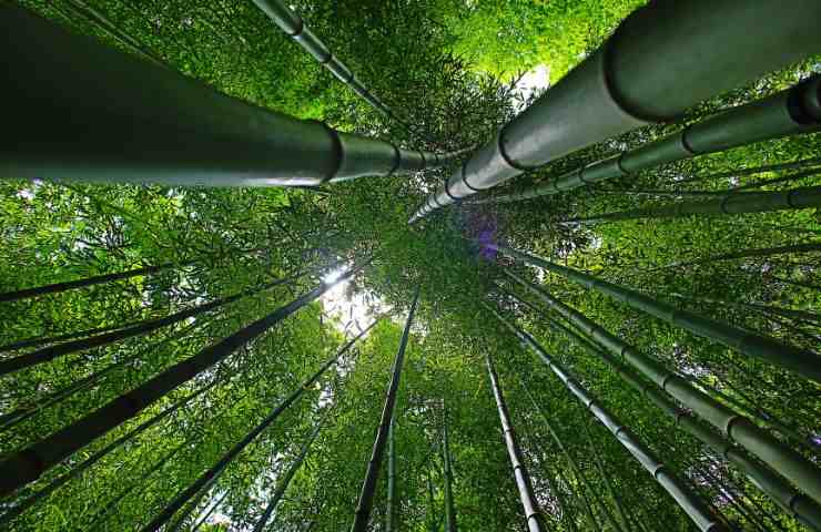 bambù vantaggi ambiente 