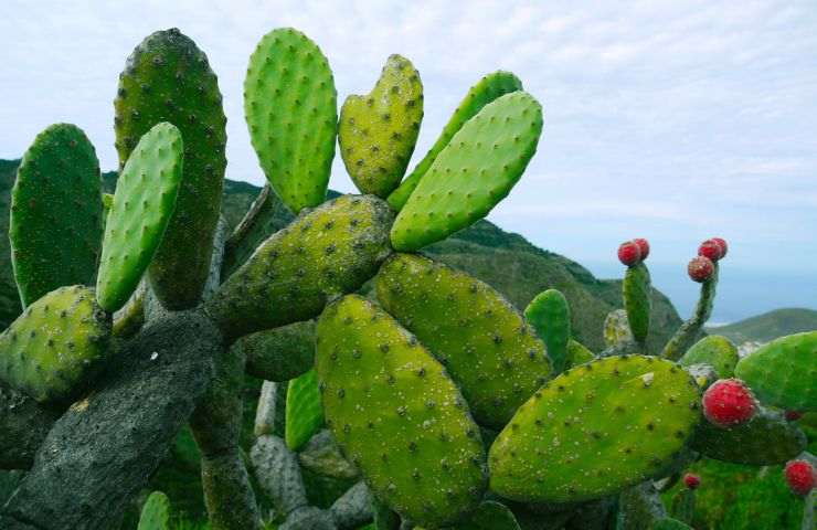 pelle vegetale cactus