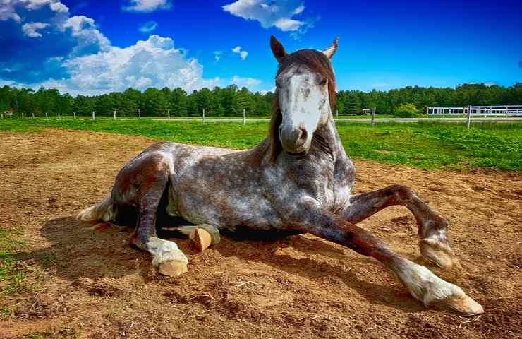 Italia maggior importatore di carne di cavallo, Animal Equality dice basta