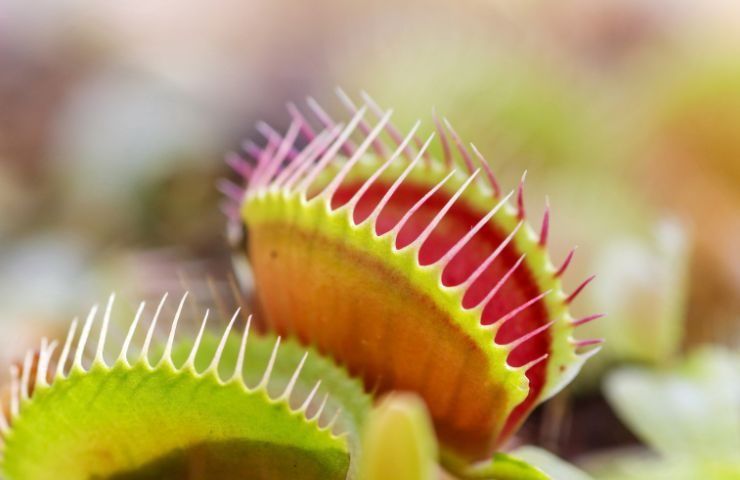 pianta carnivora mangia insetto