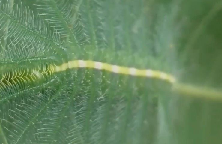 Euthalia acontea insetto mimetico