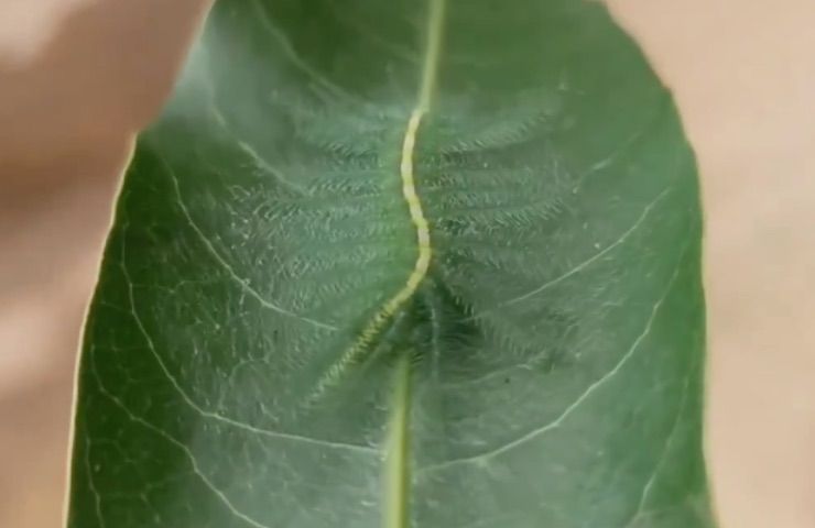 foglie prendono vita insetto