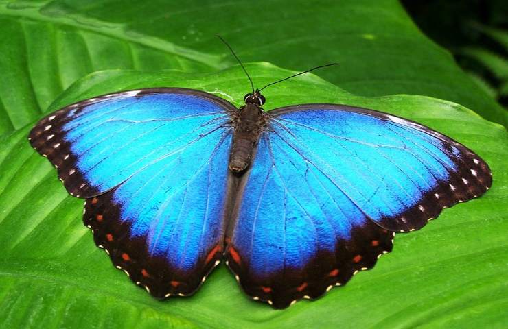 Le farfalle a cosa servono e cosa sono