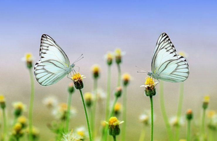 Le farfalle a cosa servono e cosa sono