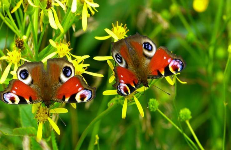 Le farfalle a cosa servono e cosa sono