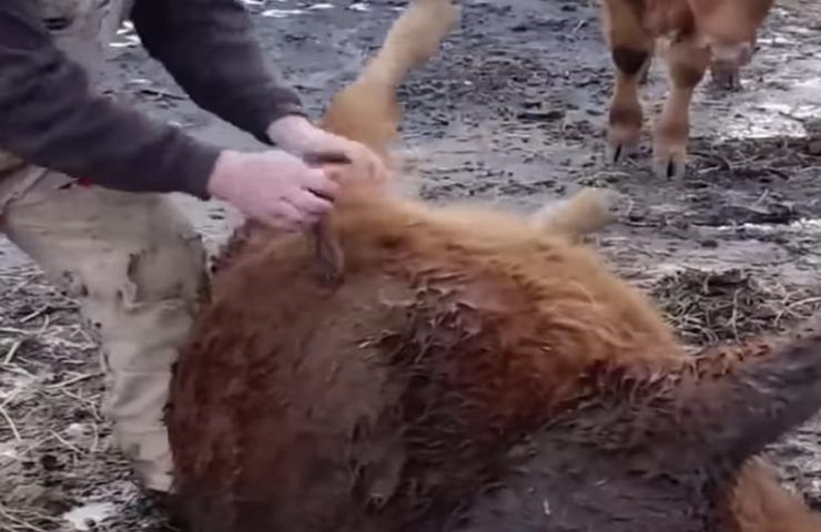 Salva una mucca pugnalandola allo stomaco, il motivo del gesto